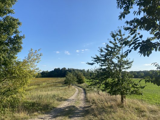 Wanderweg im Naturpark Westensee