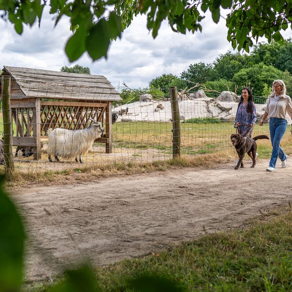 Tierparks & Zoos (© sh-tourismus.de/MOCANOX) Zwei Frauen spazieren mit einem Hund durch eine Tierpark. Im Hintergrund sind Ziegen in einem Gehege.