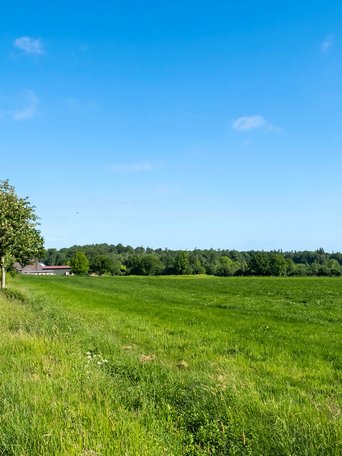 Nienborstel (© mht.sh | Peter Lühr) Straße durch eine grüne Feld-Landschaft in der Gemeinde Ninborstel