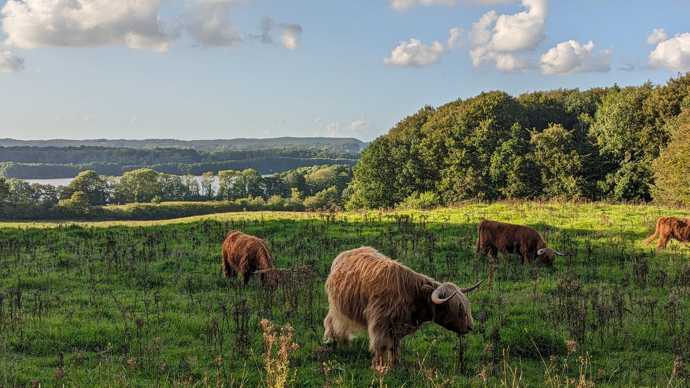 Zwei Rinder stehen auf einer grünen Wiese und grasen. Der Himmel ist blau und leicht bewölkt.