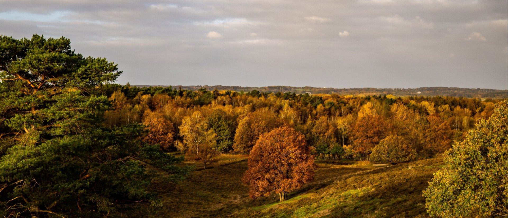 Panoramablick vom Boxberg auf die Wälder des Naturpark Aukrug 