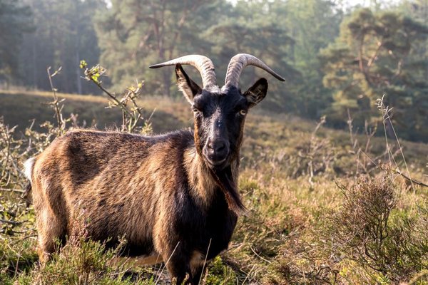 Tiere Naturpark Aukrug Boxberg