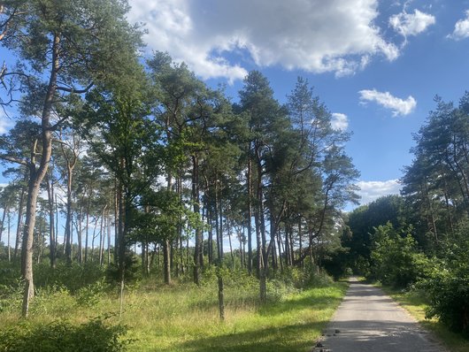Naturparkwanderweg im Naturpark Westensee