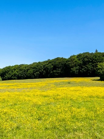 Mörel (© mht.sh | Peter Lühr) Gelbes Feld in Sommer in der Gemeinde Mörel im Amt Mittelholstein