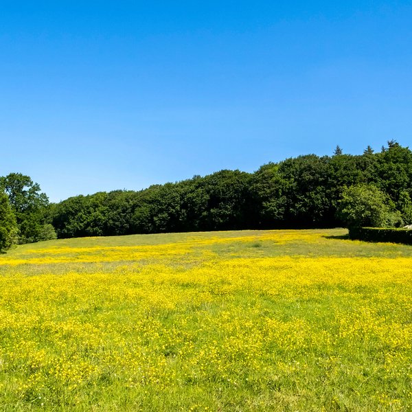 Mörel (© mht.sh | Peter Lühr) Gelbes Feld in Sommer in der Gemeinde Mörel im Amt Mittelholstein