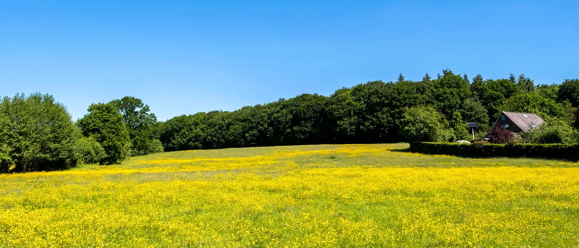 Gelbes Feld in Sommer in der Gemeinde Mörel im Amt Mittelholstein