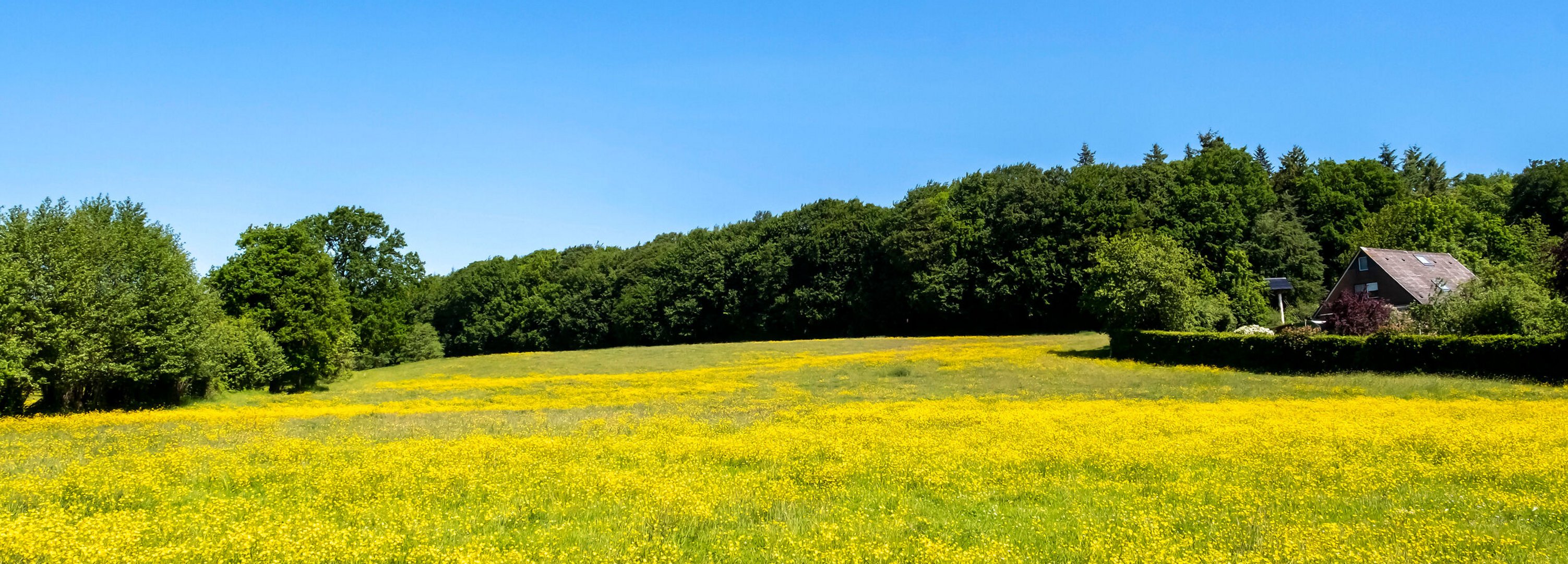 Gelbes Feld in Sommer in der Gemeinde Mörel im Amt Mittelholstein
