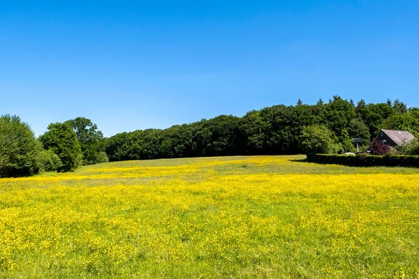 Mörel (© mht.sh | Peter Lühr) Gelbes Feld in Sommer in der Gemeinde Mörel im Amt Mittelholstein