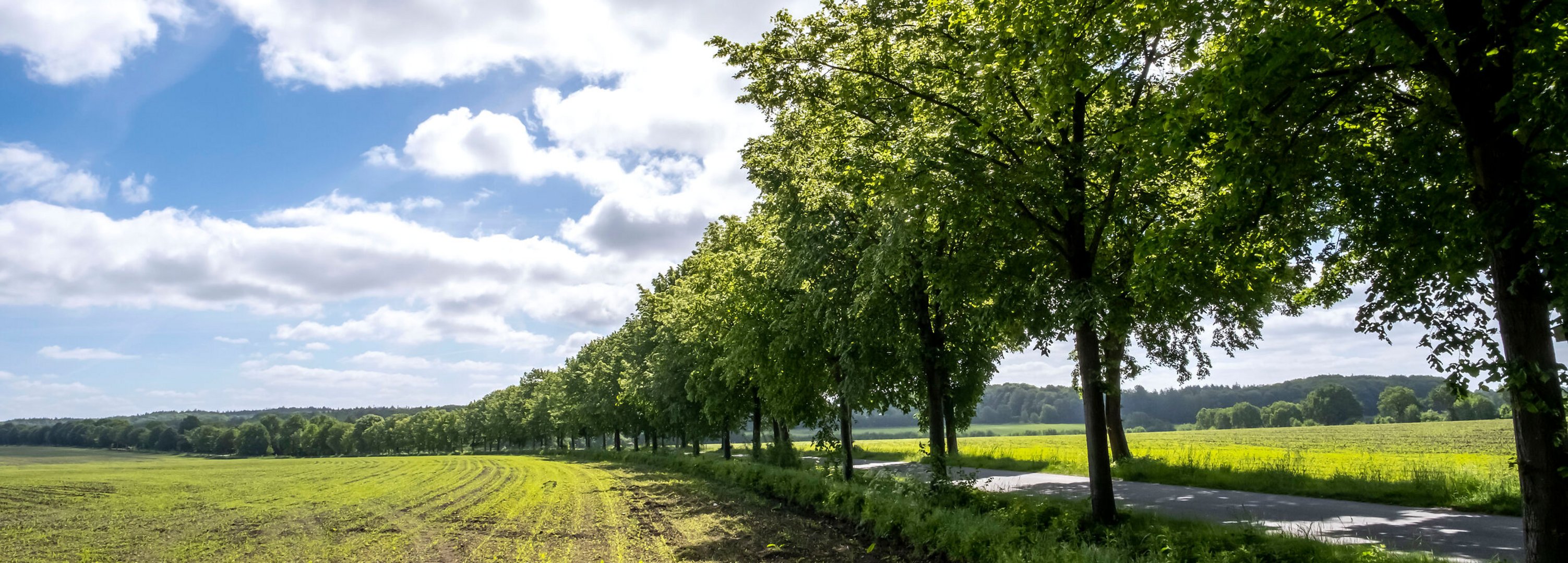 Eine Straße windet sich durch eine Allee aus Bäumem durch die Landschaft der Gemeinde Remmels Amt Mittelholstein