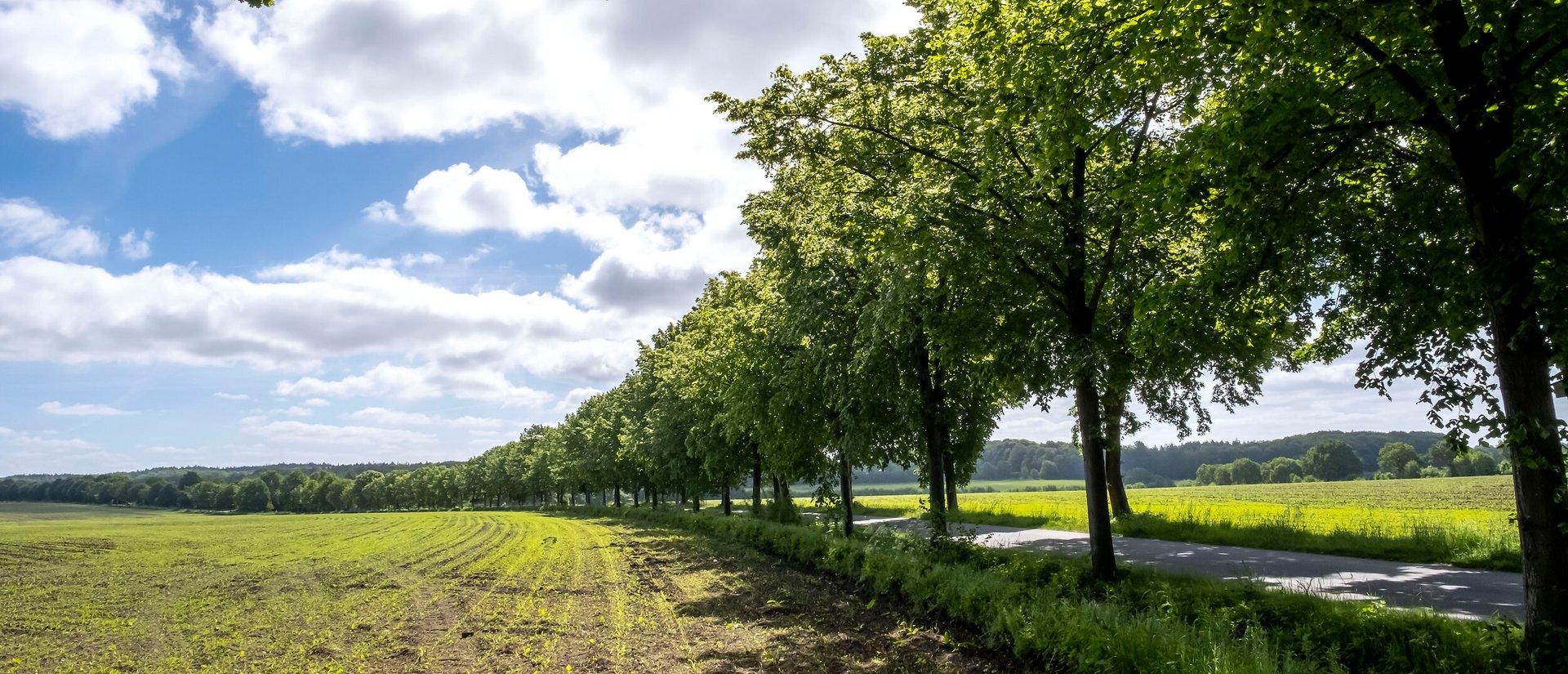 Eine Straße windet sich durch eine Allee aus Bäumem durch die Landschaft der Gemeinde Remmels Amt Mittelholstein