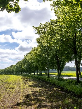 Remmels (© mht.sh | Peter Lühr) Eine Straße windet sich durch eine Allee aus Bäumem durch die Landschaft der Gemeinde Remmels Amt Mittelholstein