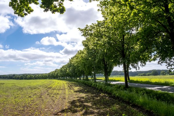 Remmels (© mht.sh | Peter Lühr) Eine Straße windet sich durch eine Allee aus Bäumem durch die Landschaft der Gemeinde Remmels Amt Mittelholstein