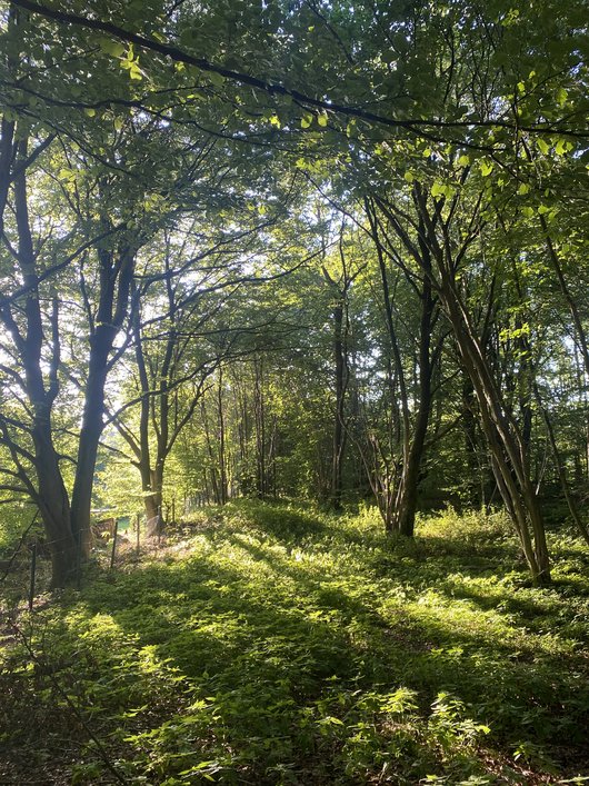 Waldweg in Loki's Urwald am Brahmsee