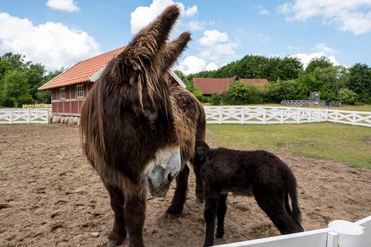 Poitou-Esel mit Kind
