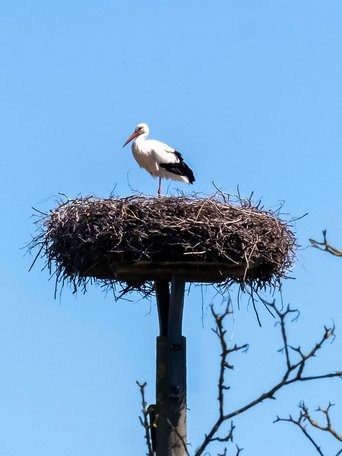 Ein Storch sitzt mit seinem Kücken im Nest in der Gemeinde Oldenbüttel Amt Mittelholstein