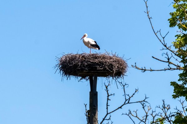 Ein Storch sitzt mit seinem Kücken im Nest in der Gemeinde Oldenbüttel Amt Mittelholstein