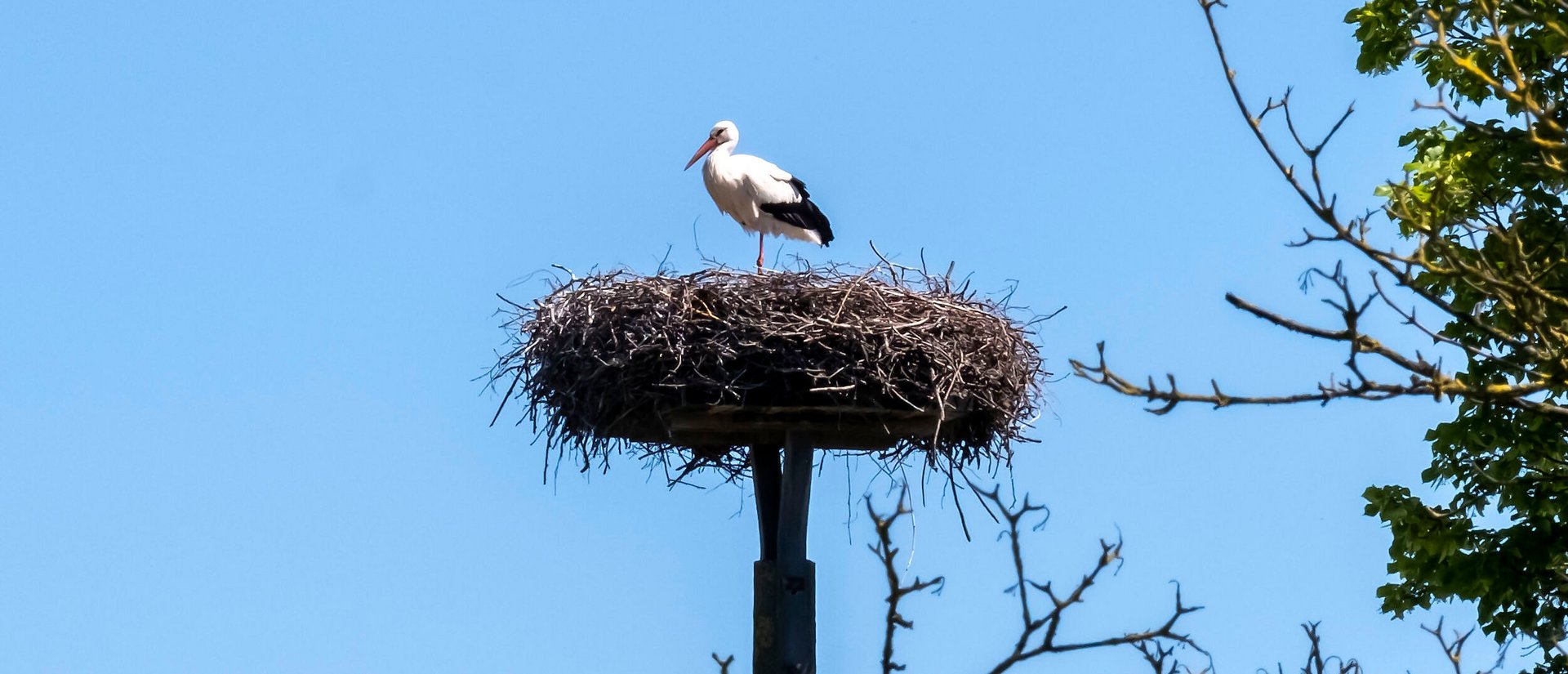 Ein Storch sitzt mit seinem Kücken im Nest in der Gemeinde Oldenbüttel Amt Mittelholstein