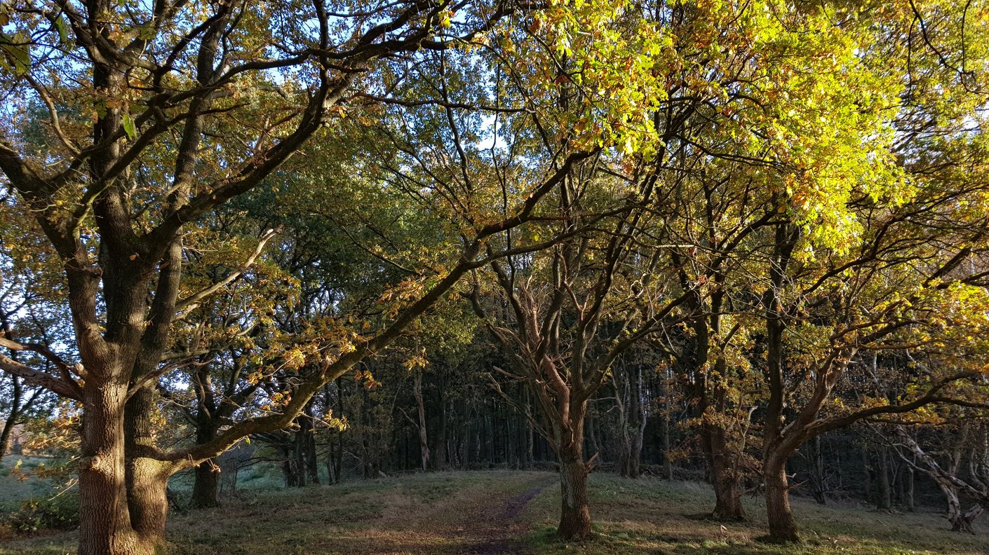 Idyllisches Waldgebiet mit grünen Bäumen und die Sonne strahlt.
