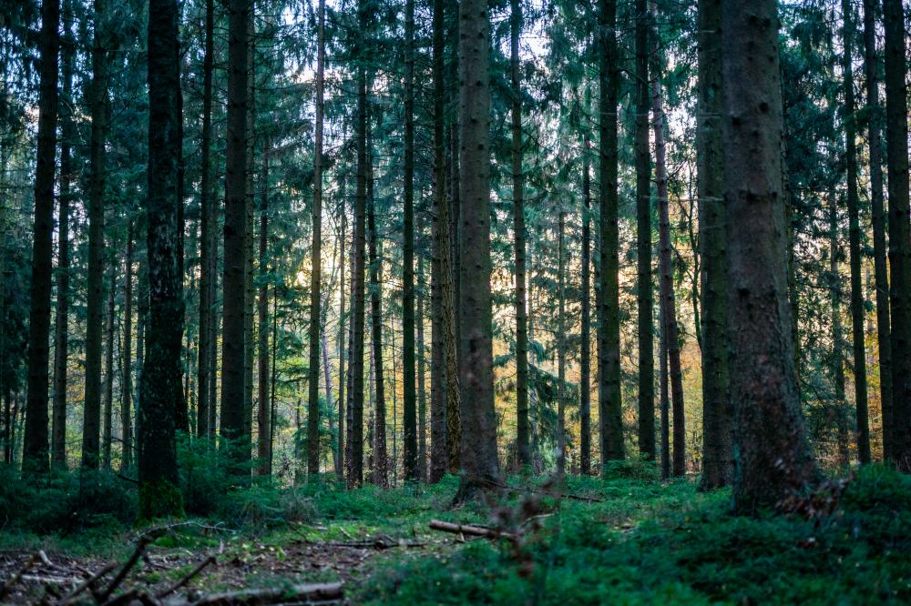 Naturpark Aukrugs Wälder