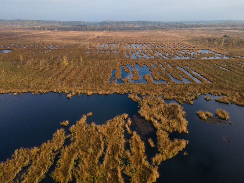 Luftaufnahme eines Moors mit Wasserflächen und Vegetation.
