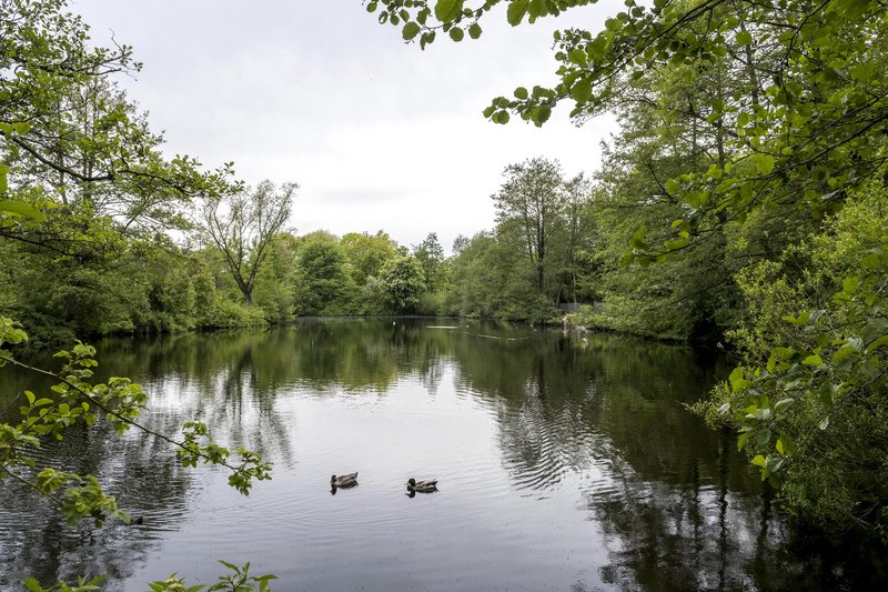 Ein ruhiger See umgeben von Bäumen mit zwei Enten auf dem Wasser.