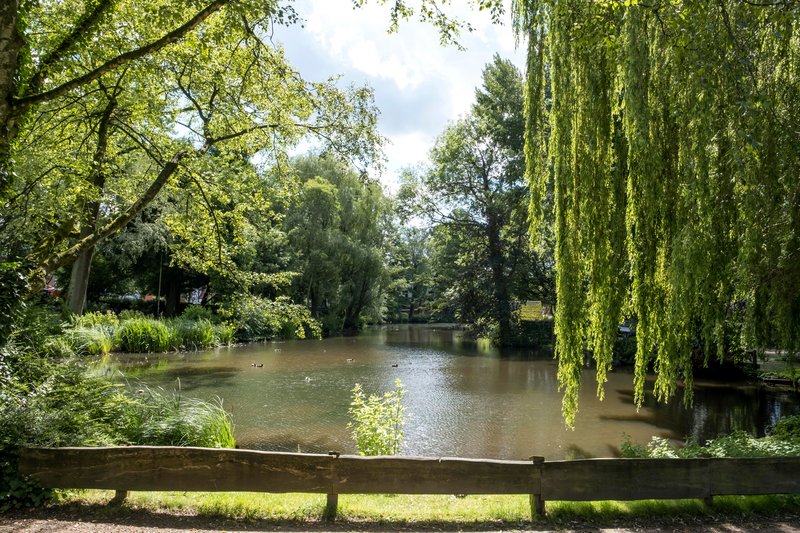Ein ruhiger Teich umgeben von üppigem Grün und Bäumen in Neumünster.