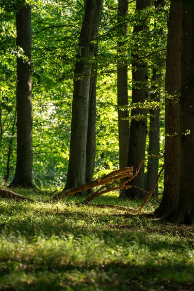 Naturpark-Wanderweg - Abschnitt NP Aukrug