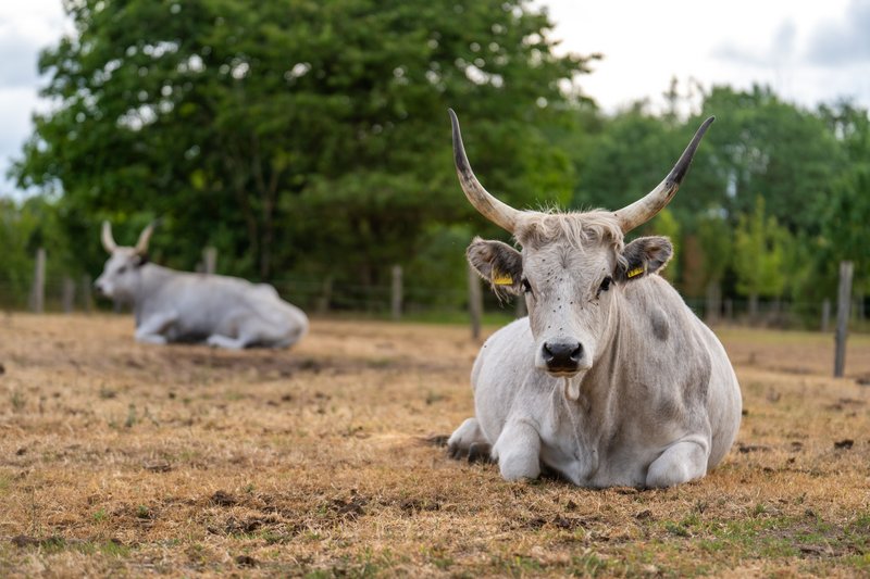 Zwei graue Rinder liegen auf einer trockenen Wiese im Tierpark Arche Warder.