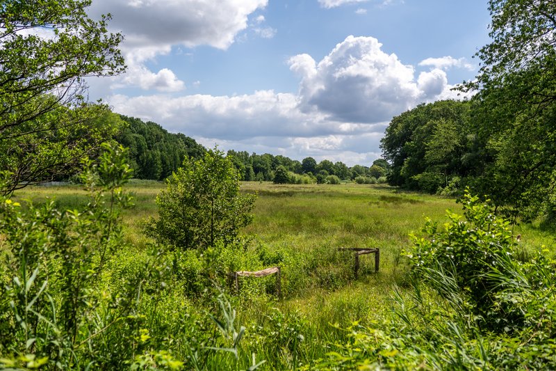 Grüne Wiese mit Bäumen und Wolken am Himmel.
