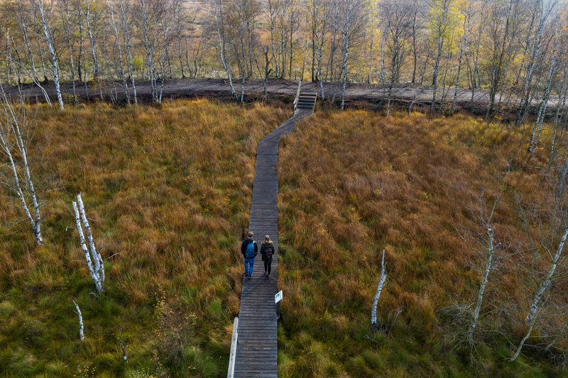 Zwei Personen gehen auf einem Holzsteg durch das Dosenmoor, umgeben von herbstlichen Bäumen und Gras.