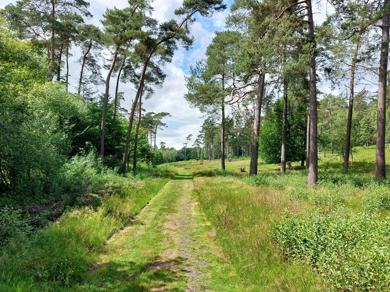 Ein schmaler, grasbewachsener Weg führt durch einen Wald mit hohen Kiefern und dichtem Unterholz unter einem bewölkten Himmel.