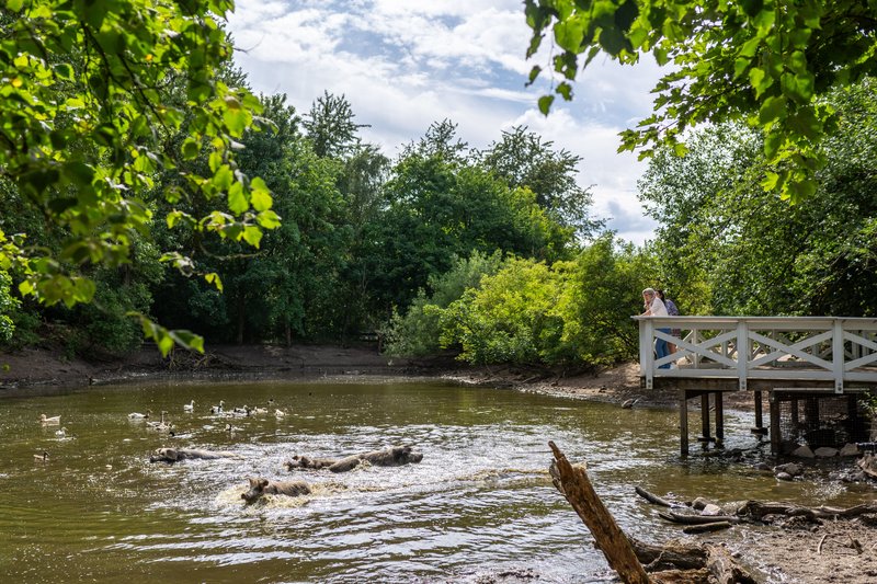 Schweine schwimmen in einem Teich im Arche Warder, umgeben von Bäumen und einem Steg mit einer Person.