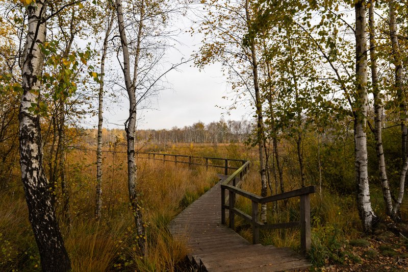 Ein Holzweg führt durch das Dosenmoor, umgeben von Birken und herbstlicher Vegetation.