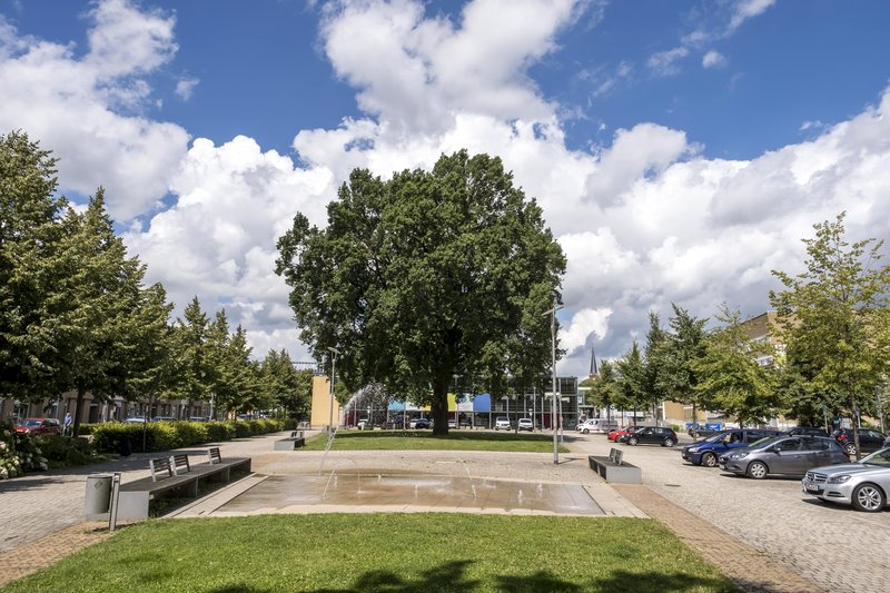 Ein öffentlicher Platz in Neumünster mit einem großen Baum in der Mitte, umgeben von Bänken und parkenden Autos. Der Himmel ist blau mit weißen Wolken.