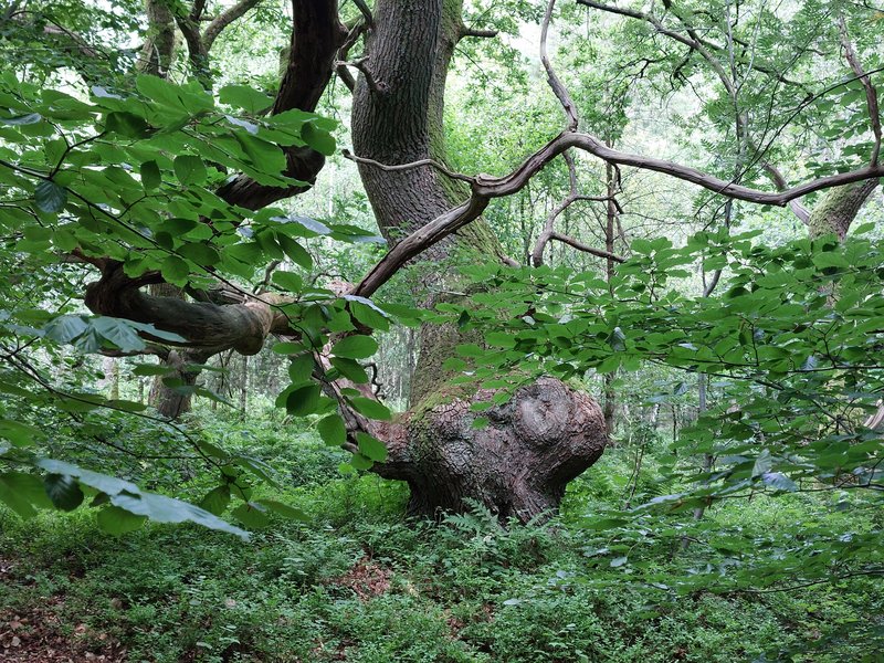 Ein alter Baum mit verdrehten Ästen in einem dichten Wald.