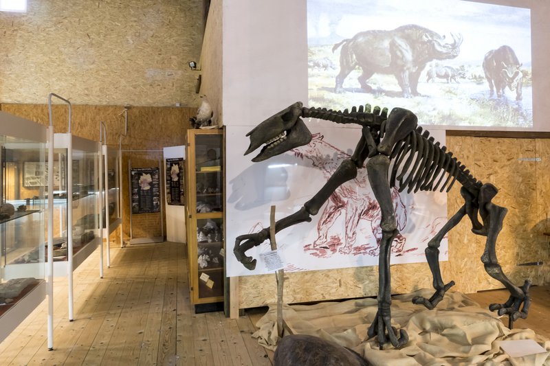 Innenansicht eines Museums mit Dinosaurierskelett und Vitrinen.