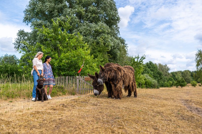 Zwei Esel grasen auf einer Wiese im Tierpark Arche Warder, während zwei Frauen mit einem Hund daneben stehen.