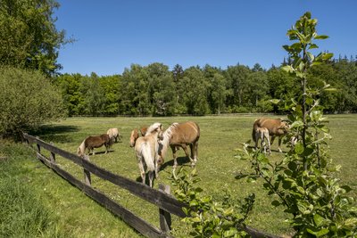 Peper - mit Pferd und Wagen