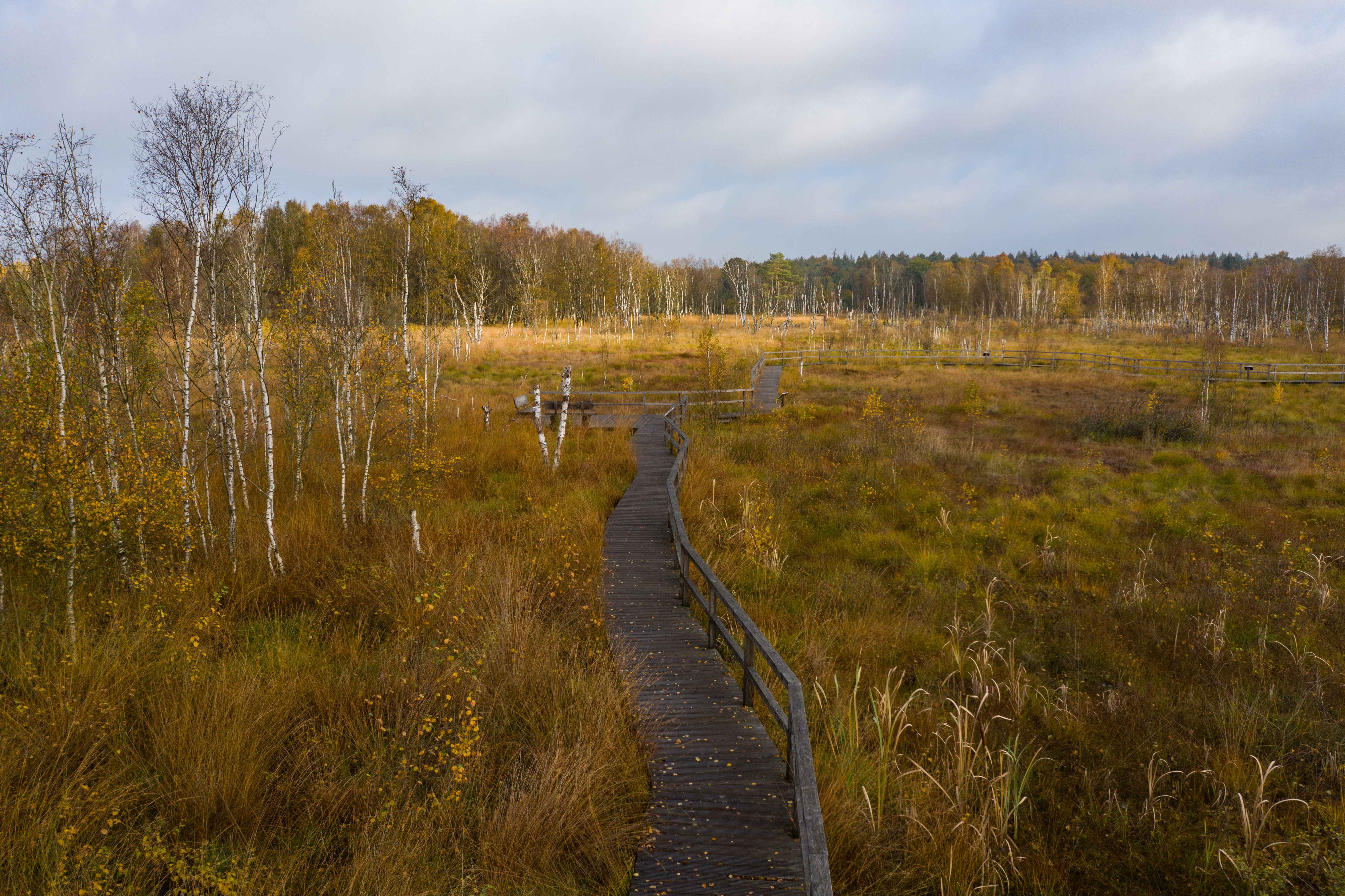 Dosenmoor
